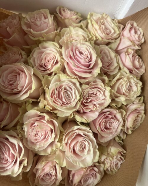 Luxury ‘Pink Mondial’ Ecuadorean Roses