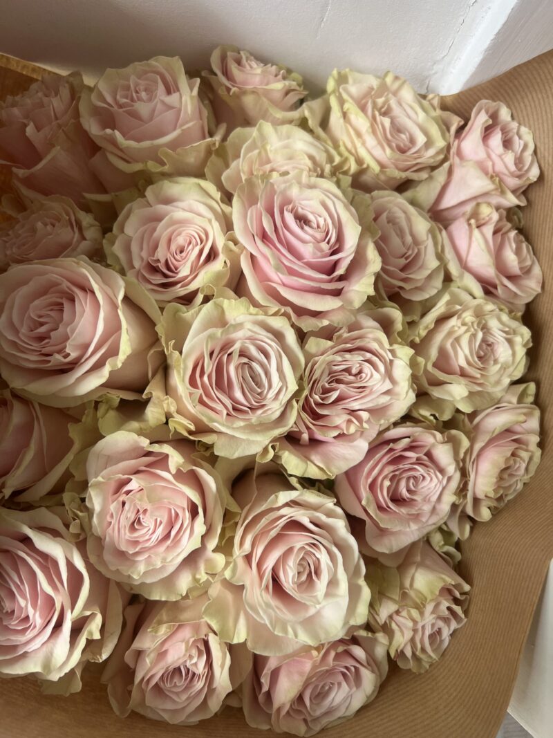 Luxury ‘Pink Mondial’ Ecuadorean Roses