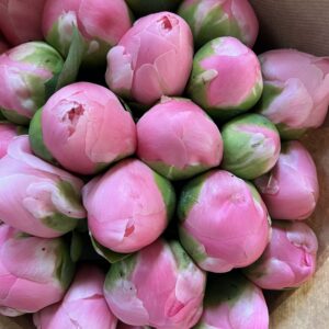 Salmon Chiffon French Peony (Limited Season)