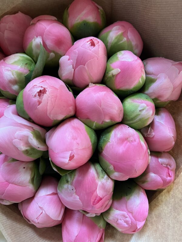 Salmon Chiffon French Peony (Limited Season)