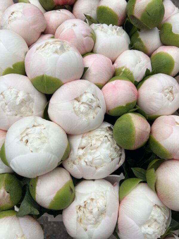 Colonel Owen Cousins Luxury Peonies