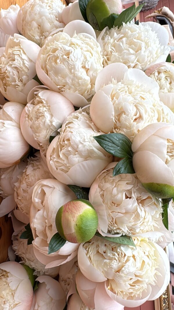 Colonel Owen Cousins Luxury Peonies - Image 2