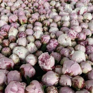 Sarah Bernhardt French Peony