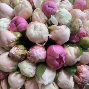 Mixed Pink French Peonies