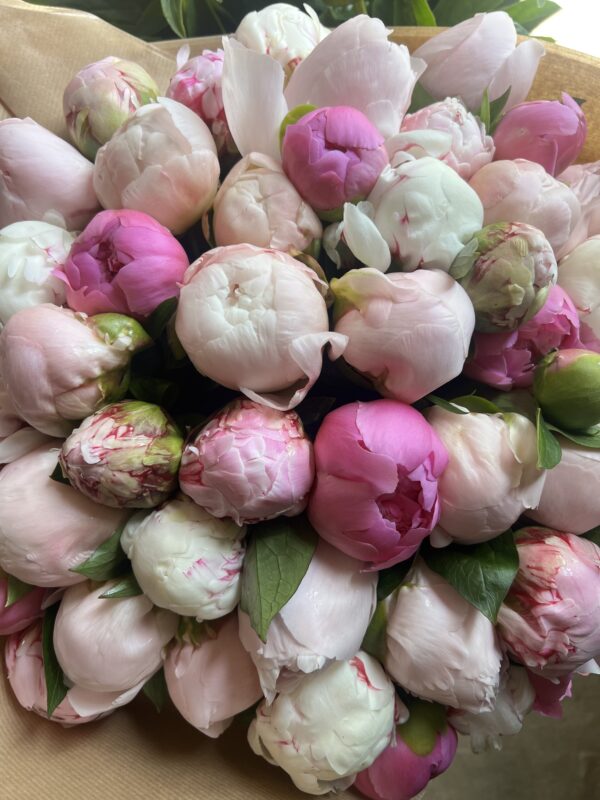 Mixed Pink French Peonies