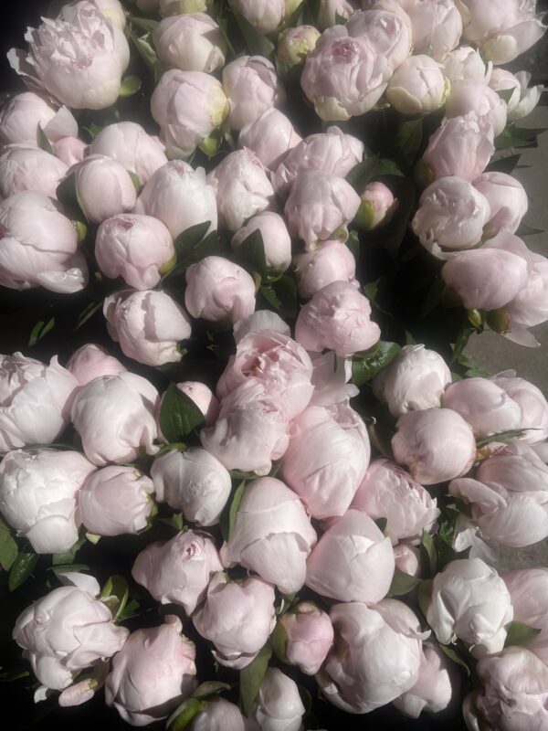 Vanguard Luxury Peony