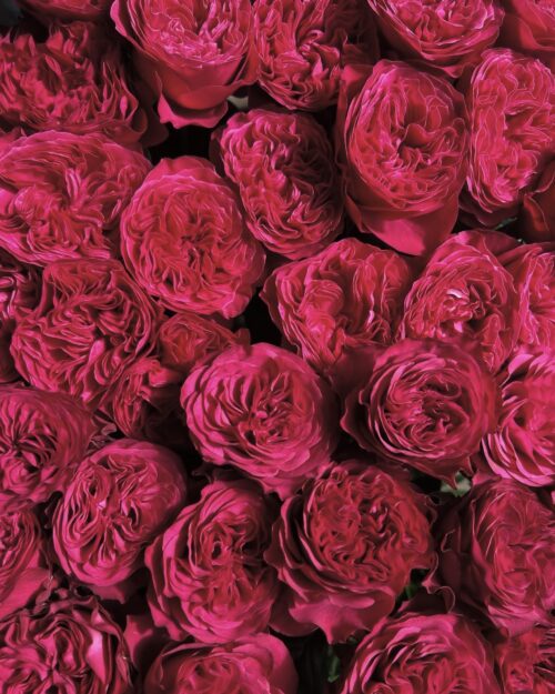 VIP Roses - Just More