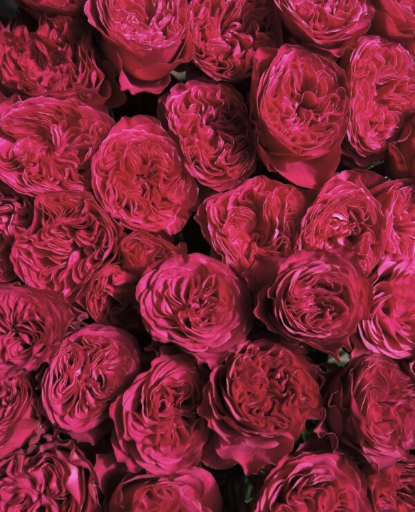 VIP Roses - Just More