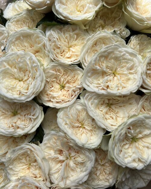 VIP Roses - Darlington