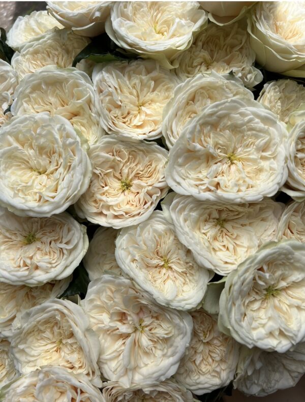 VIP Roses - Darlington