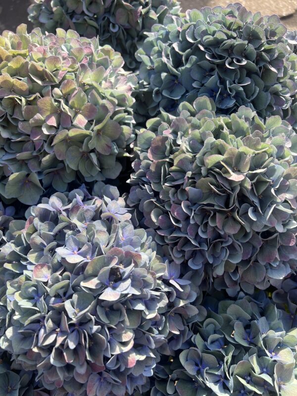 Pimpernel Classic XXXL Hydrangea