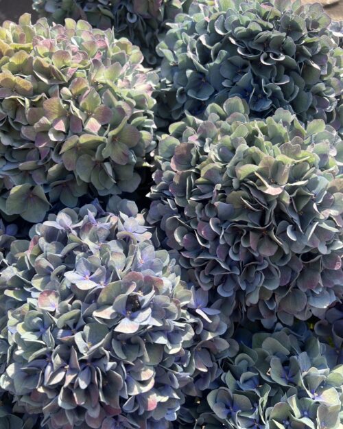 Pimpernel Classic XXXL Hydrangea