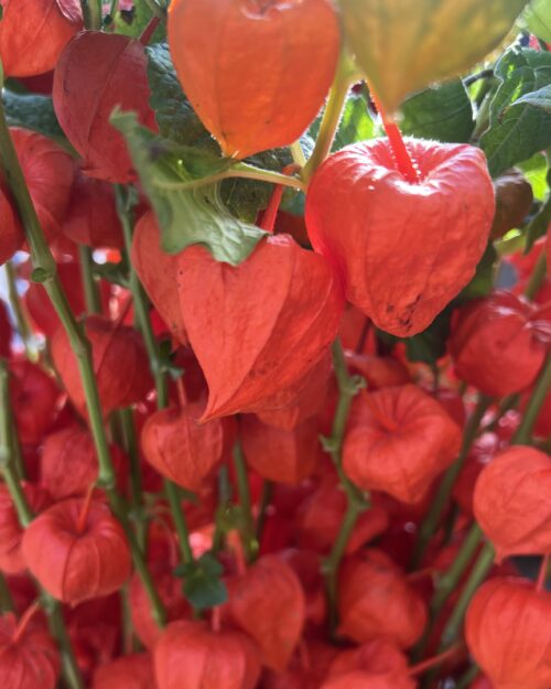 Physalis - Chinese Lanterns