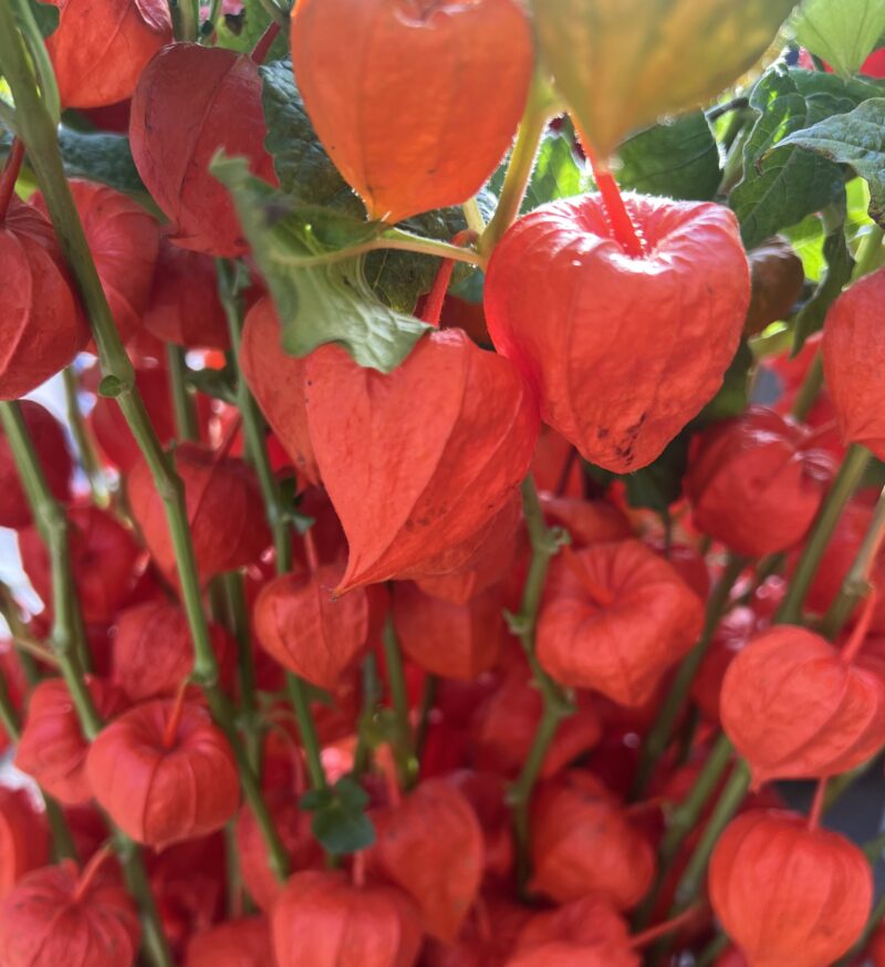 Physalis - Chinese Lanterns