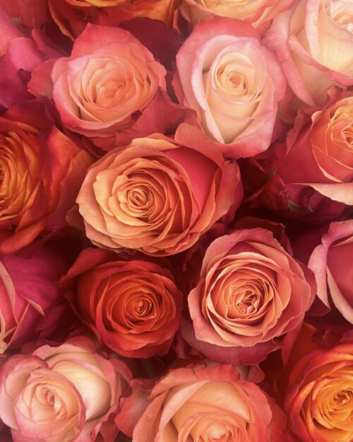 Mixed Autumnal Roses