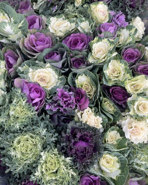 Brassica