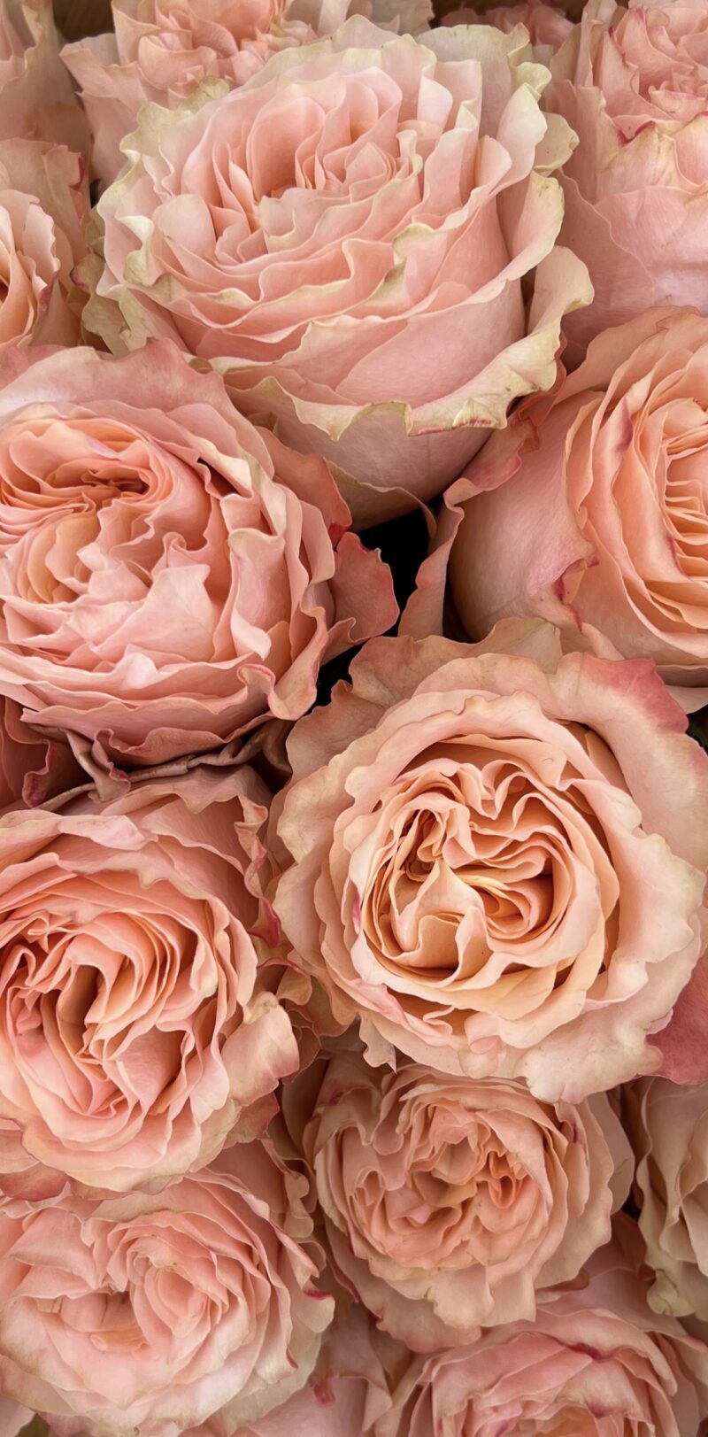 Princess Crown Luxury Ecuador Roses
