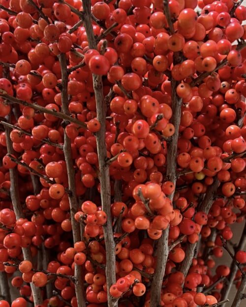 Ilex Orange